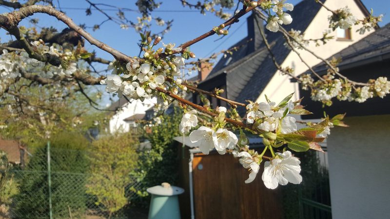 Kersenbloesem in de tuin — lente in Bad Salzig